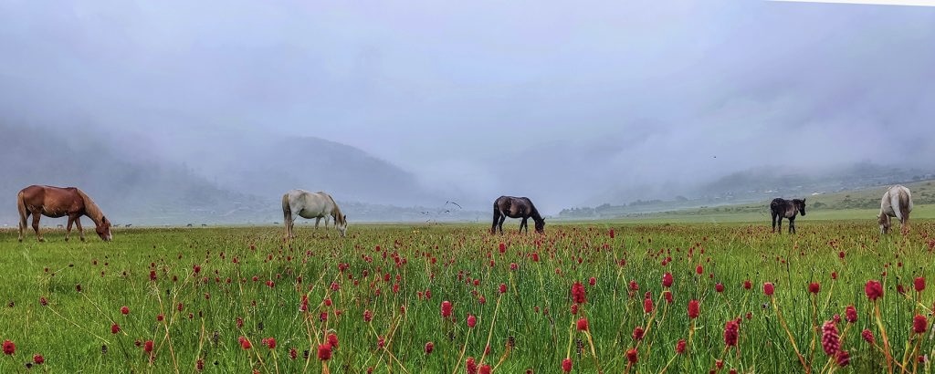Dhorpatan Hunting Reserve